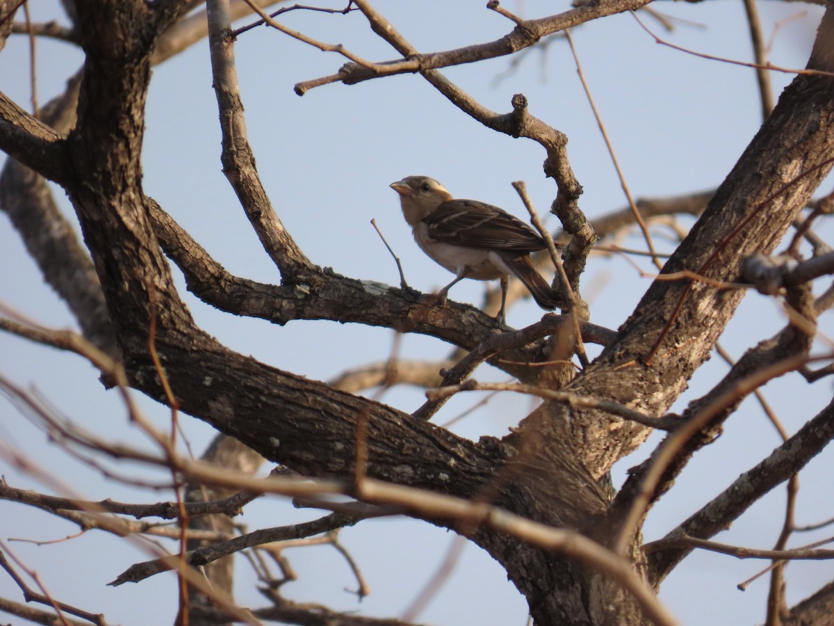 Yellow-throated Bush Sparrow - ML647893676