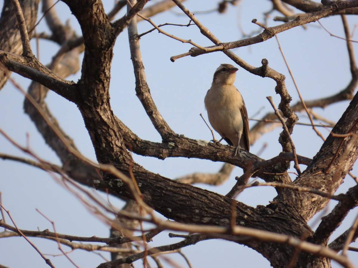 Yellow-throated Bush Sparrow - ML647893677