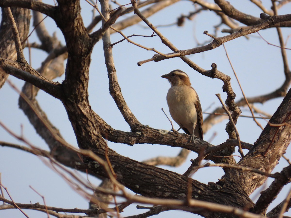 Yellow-throated Bush Sparrow - ML647893678