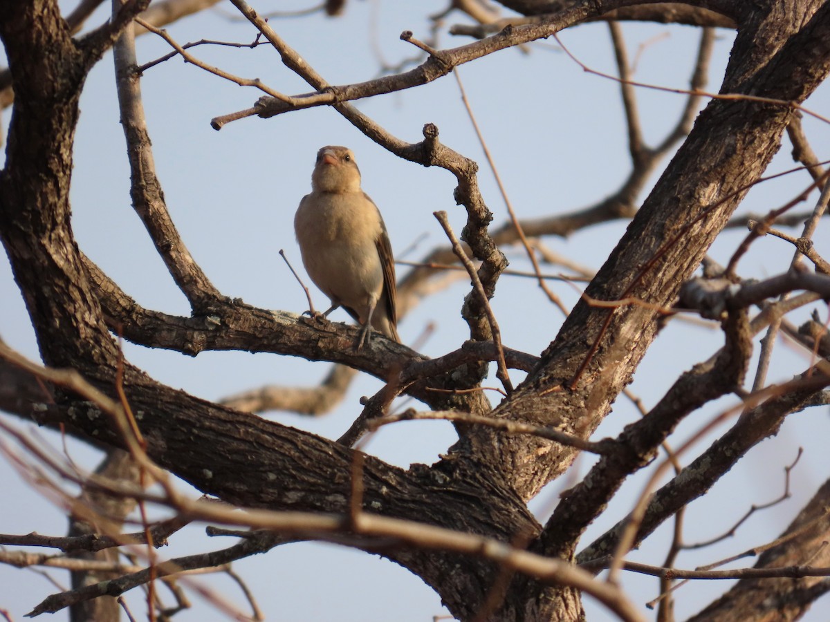 Yellow-throated Bush Sparrow - ML647893679