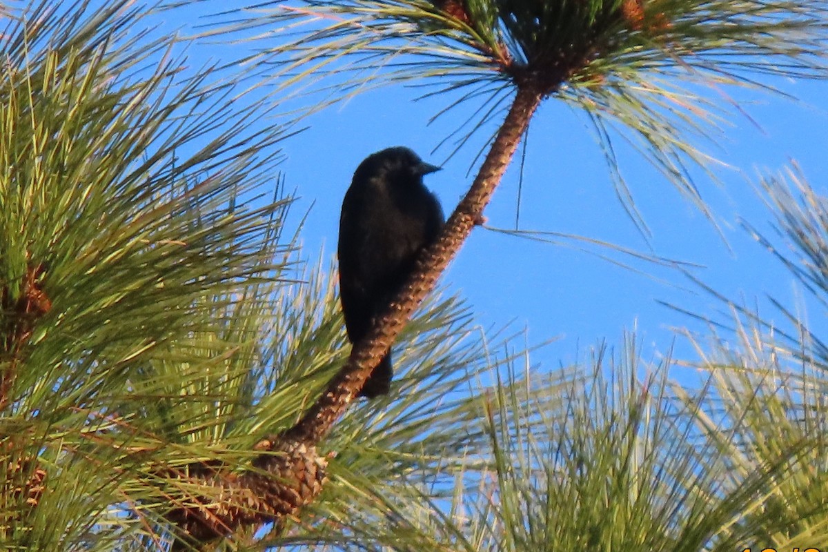 blackbird sp. - ML647893682