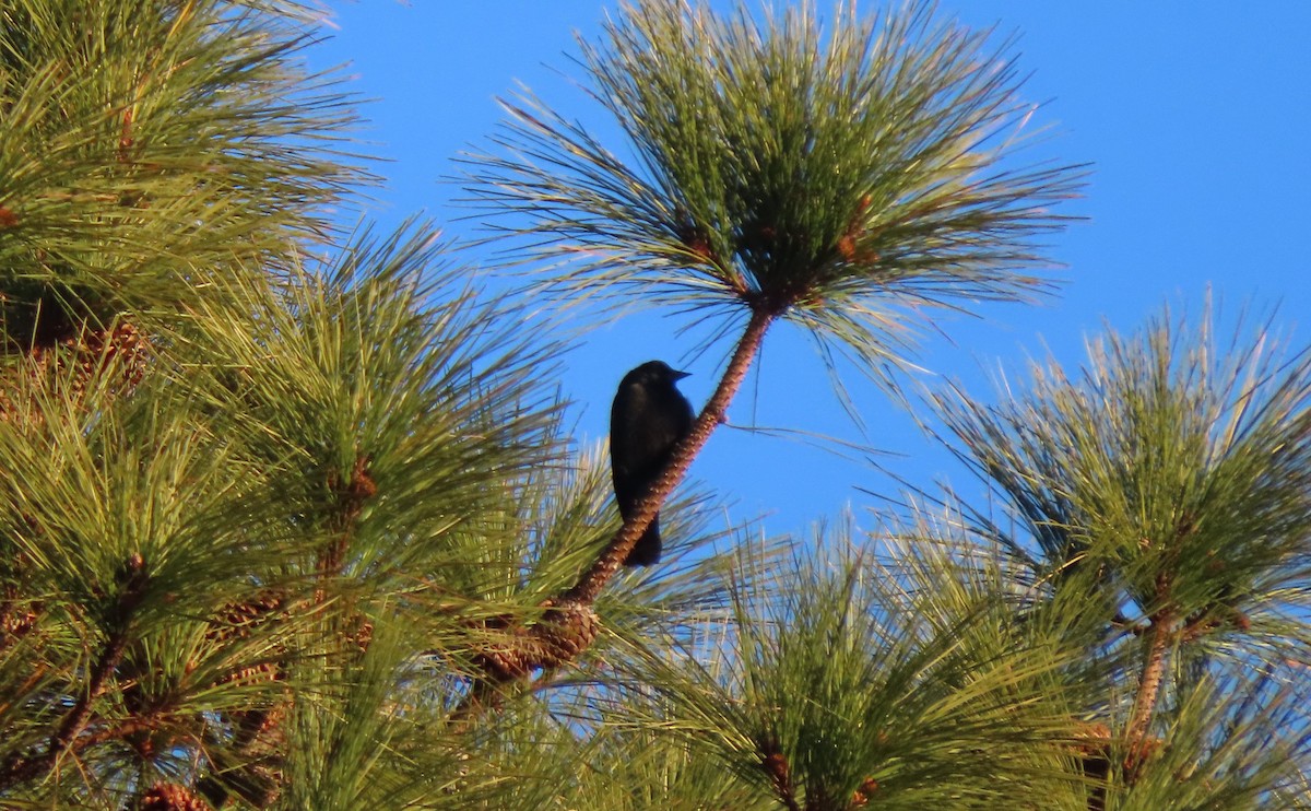 blackbird sp. - ML647893684