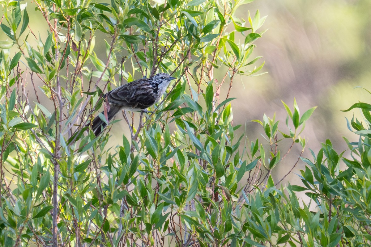 Striped Honeyeater - ML647893685