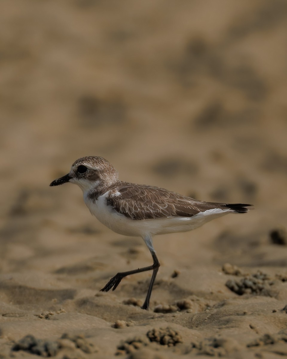 Tibetan Sand-Plover - ML647893686