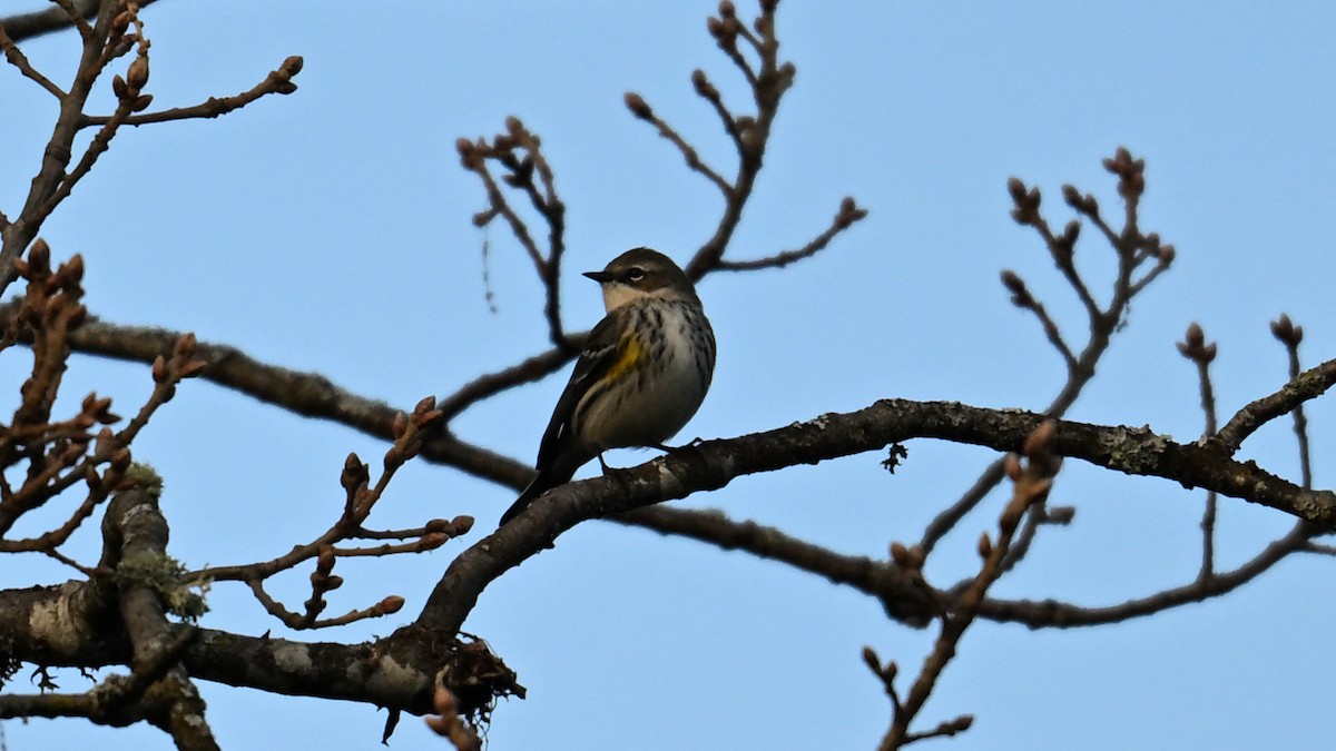 Yellow-rumped Warbler - ML647893688