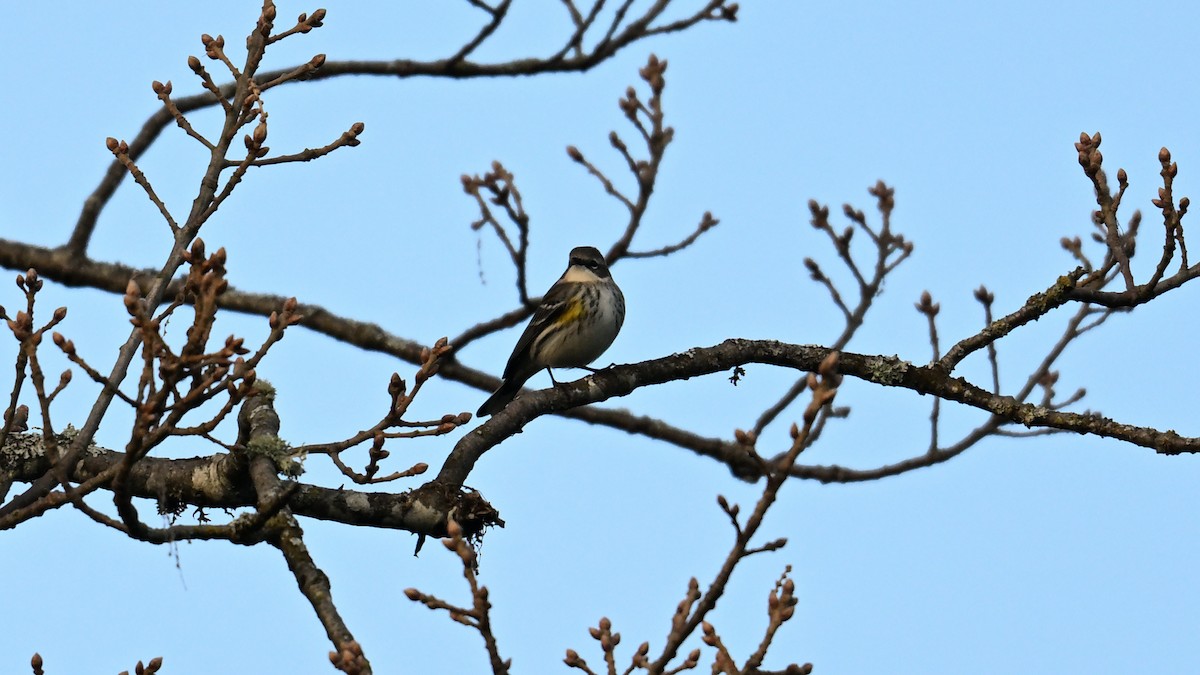 Yellow-rumped Warbler - ML647893689