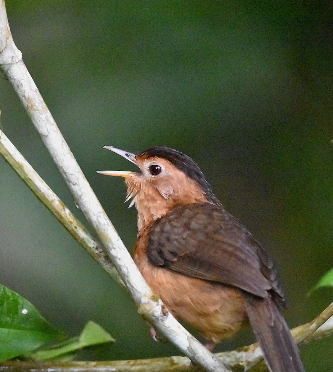 Brown-capped Babbler - ML647893690