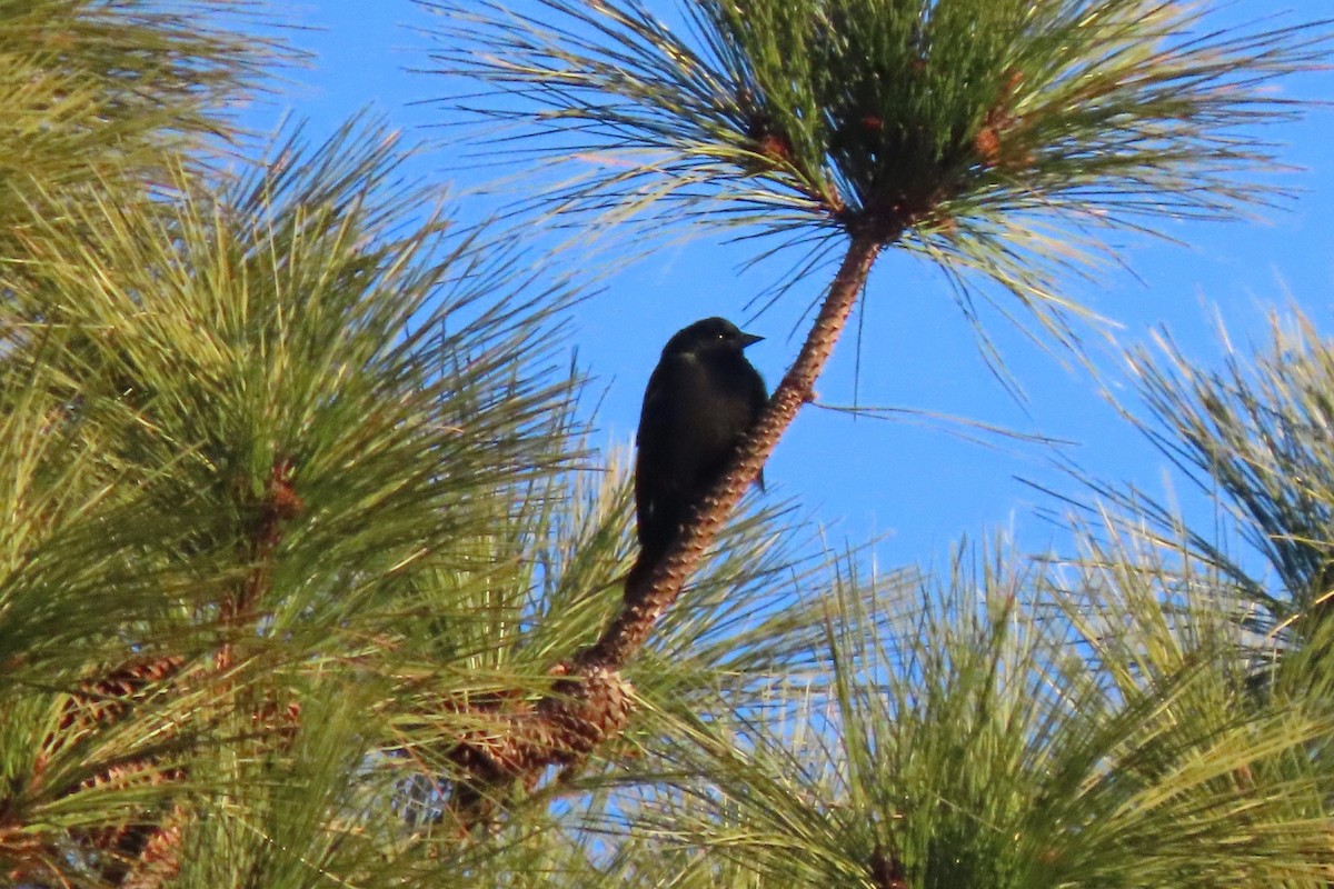 blackbird sp. - ML647893691