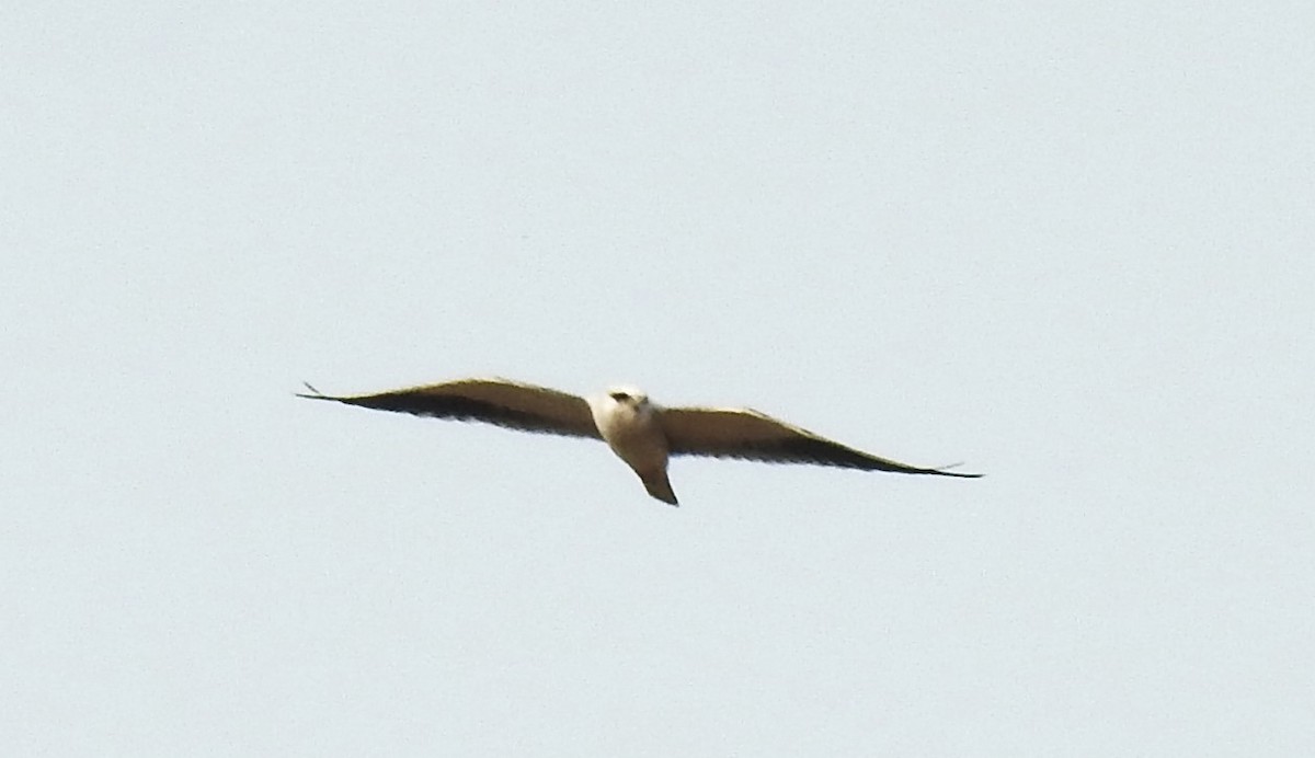 Black-winged Kite - ML647893693