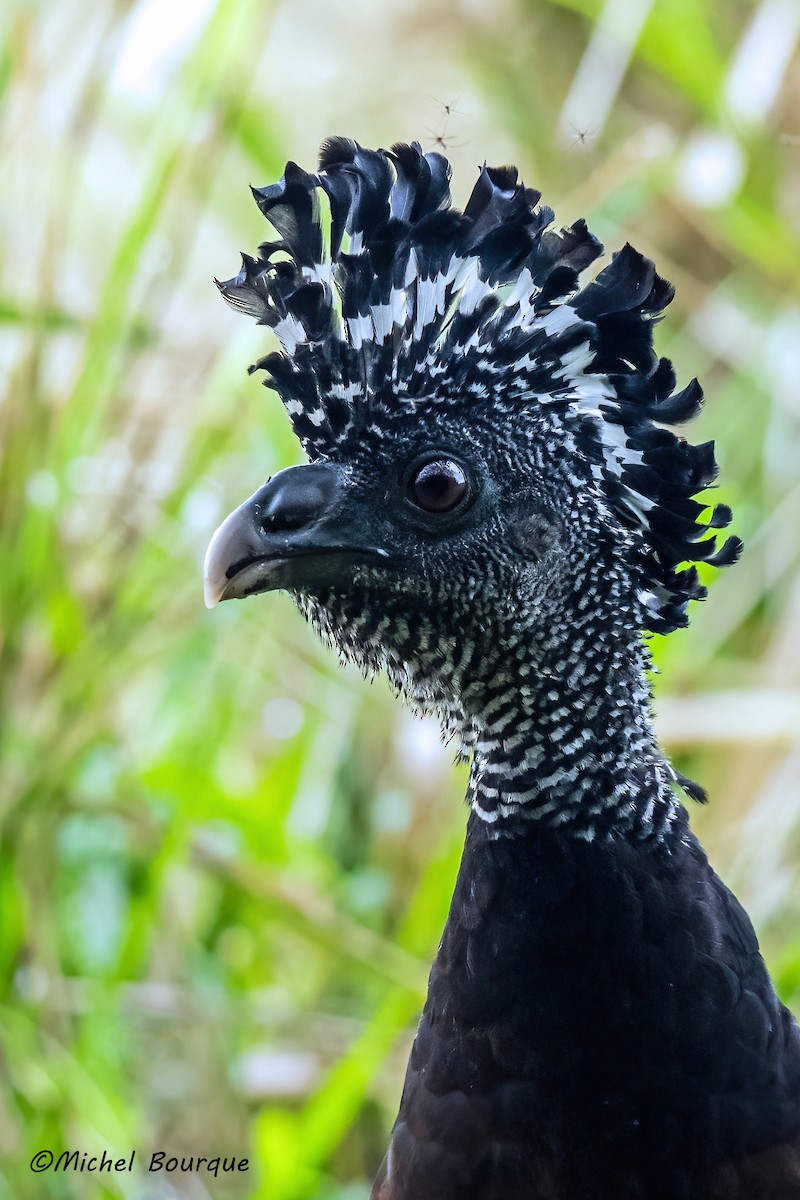 Great Curassow - ML647893694