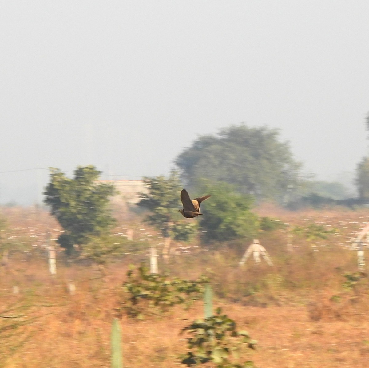 Painted Sandgrouse - ML647893695