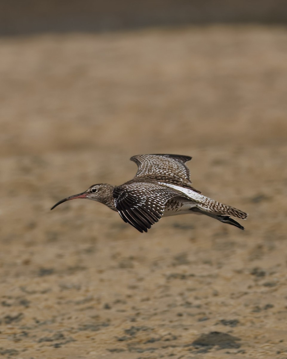 Eurasian Curlew - ML647893696