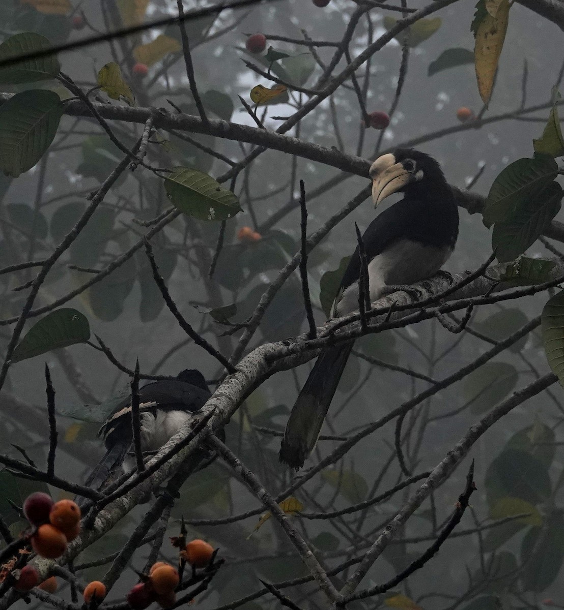 Oriental Pied-Hornbill - ML647893697