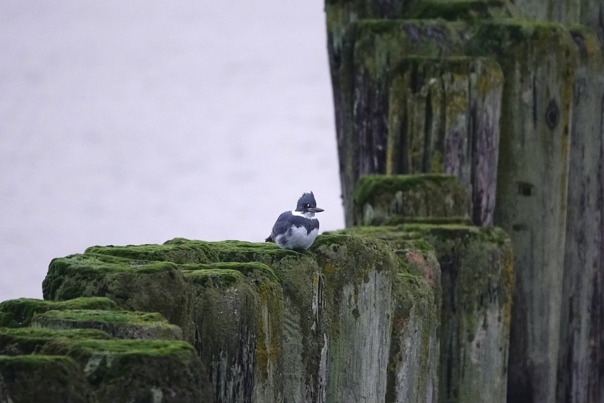 Belted Kingfisher - ML647893698