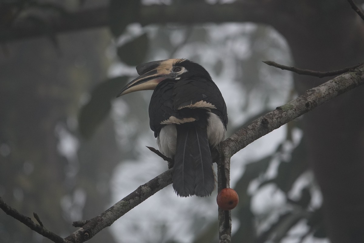 Oriental Pied-Hornbill - ML647893699