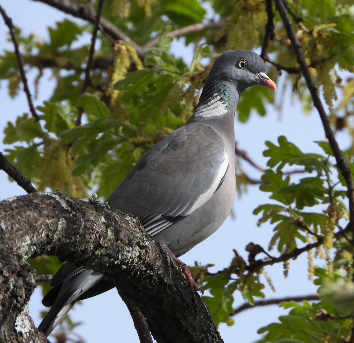 Common Wood-Pigeon - ML647893702