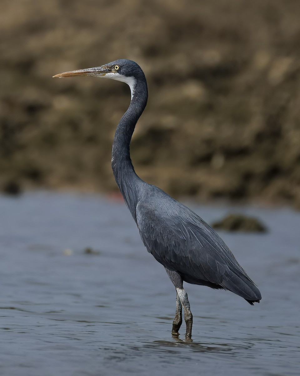 Western Reef-Heron - ML647893706