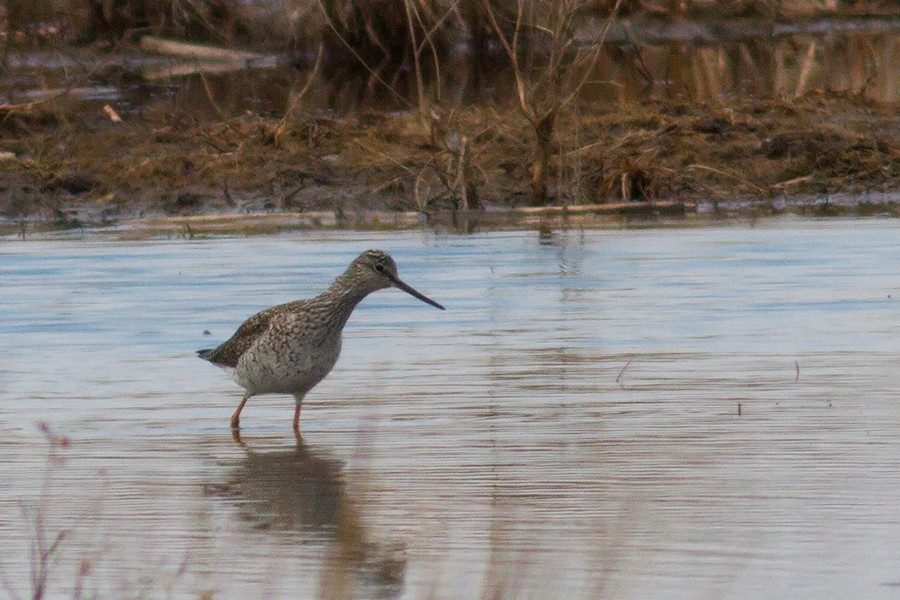 Greater Yellowlegs - ML647893730