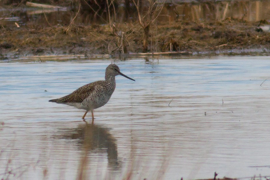 Greater Yellowlegs - ML647893731