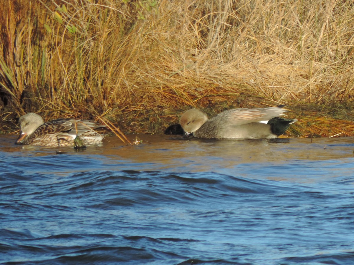 Ipar-ahatea - ML647893777