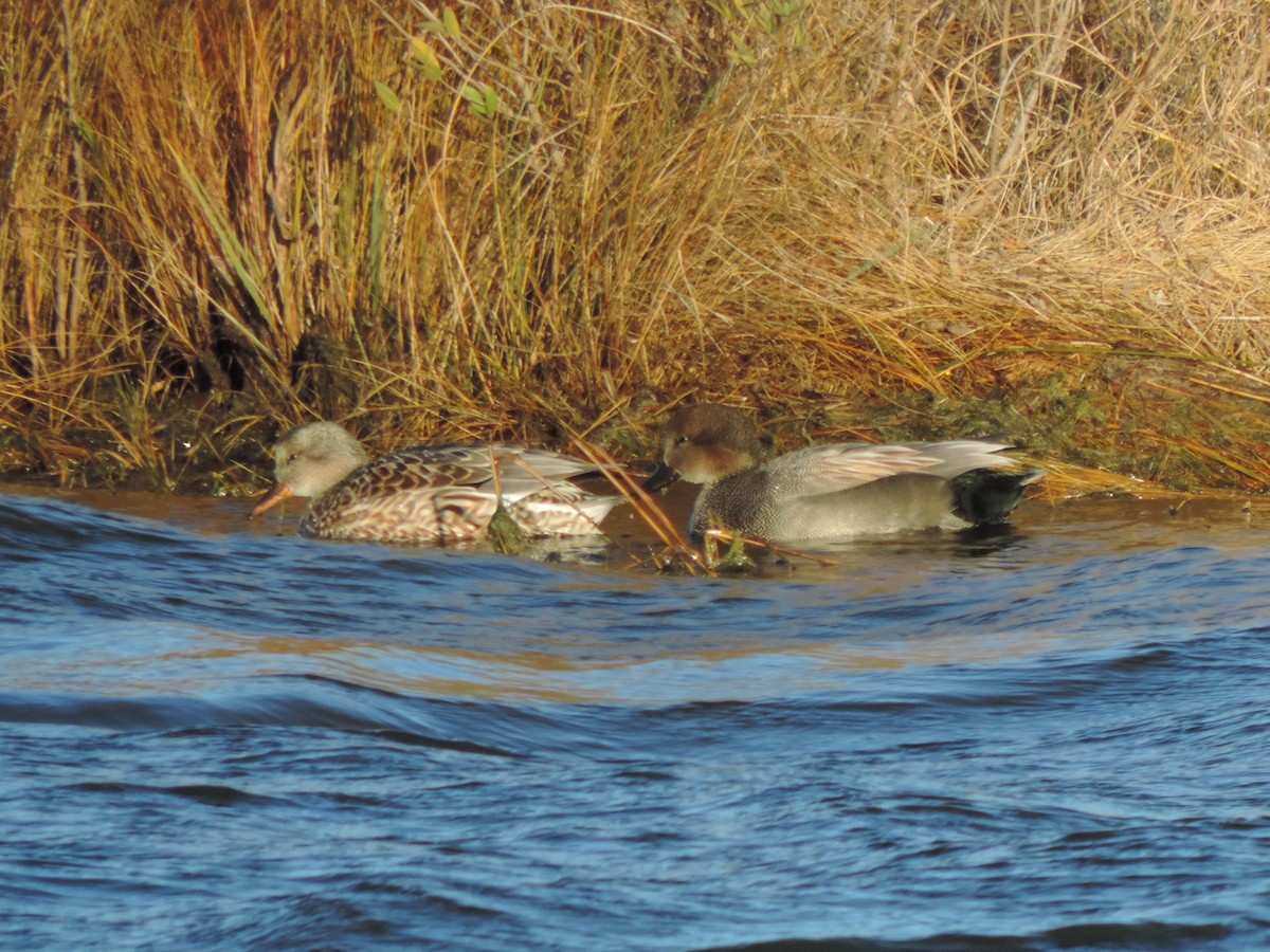 Ipar-ahatea - ML647893778