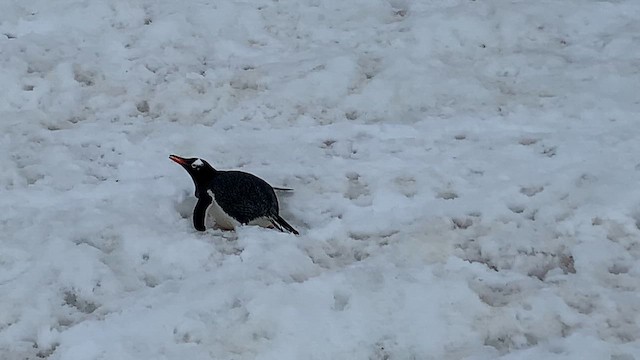 Gentoo Penguin - ML647893790