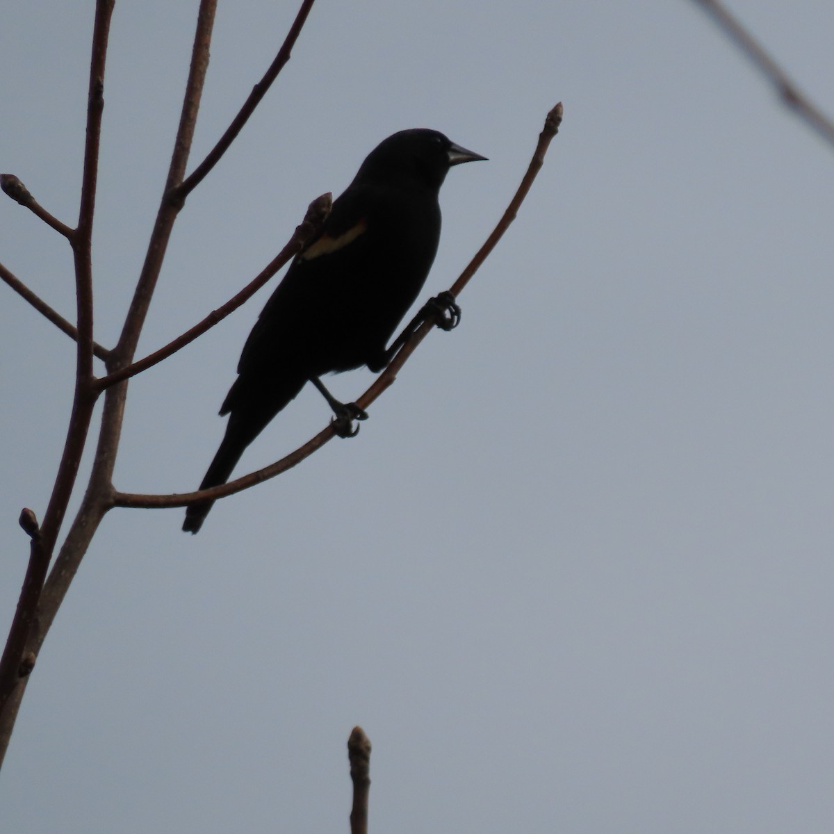 Red-winged Blackbird - ML647893874