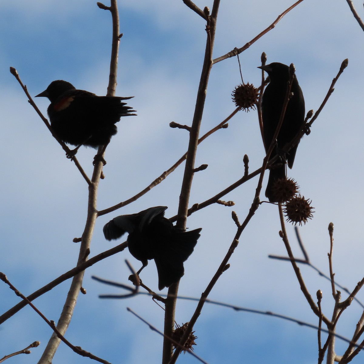 Red-winged Blackbird - ML647893875
