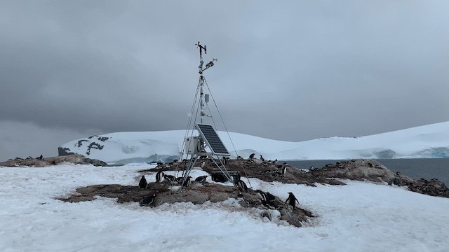 Gentoo Penguin - ML647893895