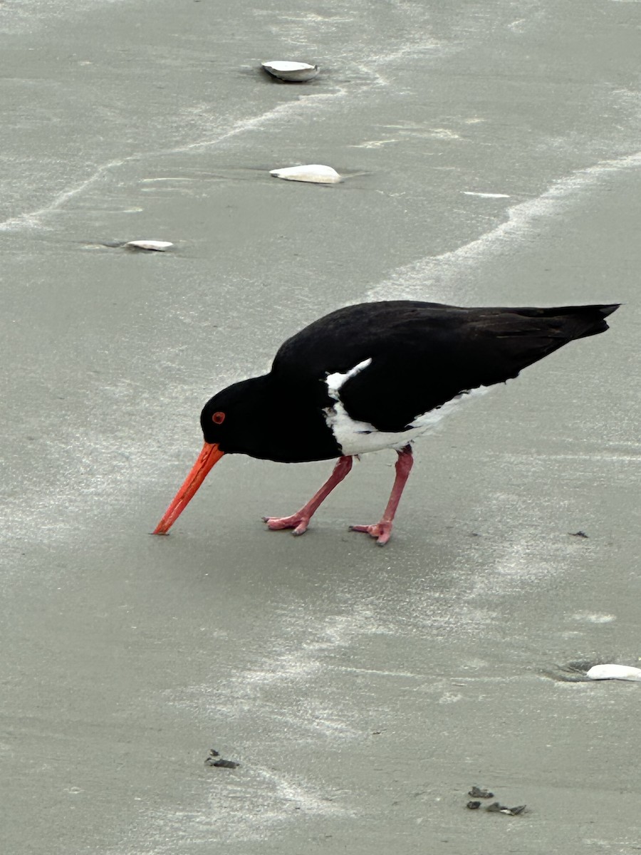 ústřičník jižní - ML647893930