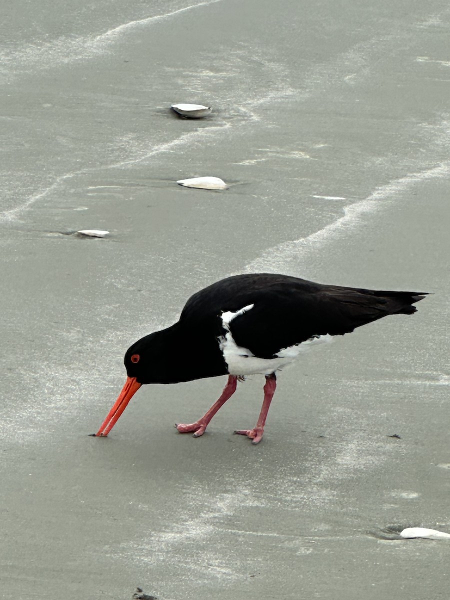 ústřičník jižní - ML647893935