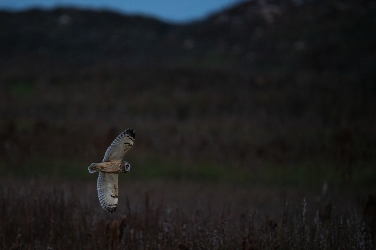 Short-eared Owl - ML647894019