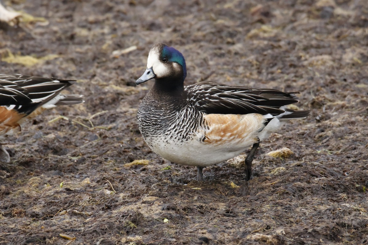 Чилийская свиязь - ML647894059