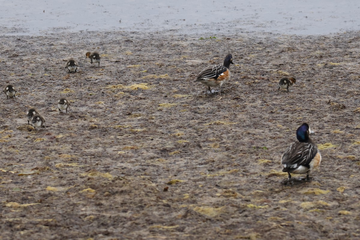 Чилийская свиязь - ML647894061