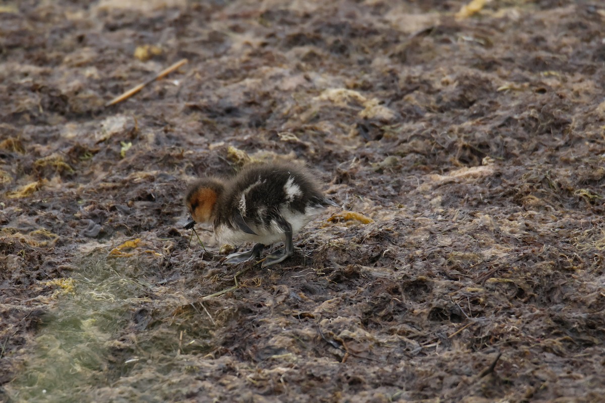 Чилийская свиязь - ML647894062