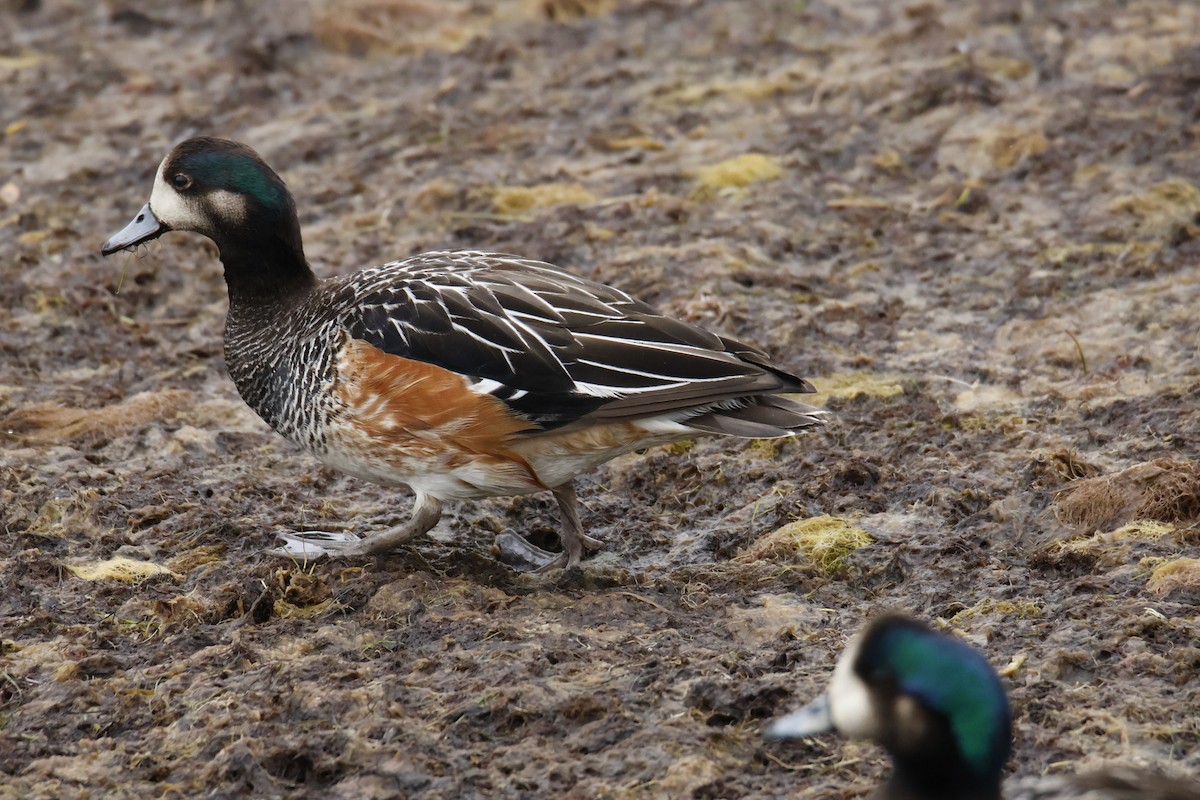Чилийская свиязь - ML647894063