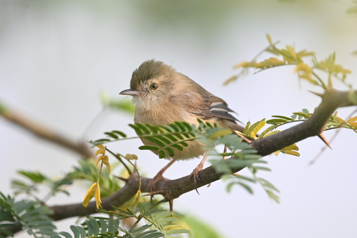 Буроголовая приния - ML647894105