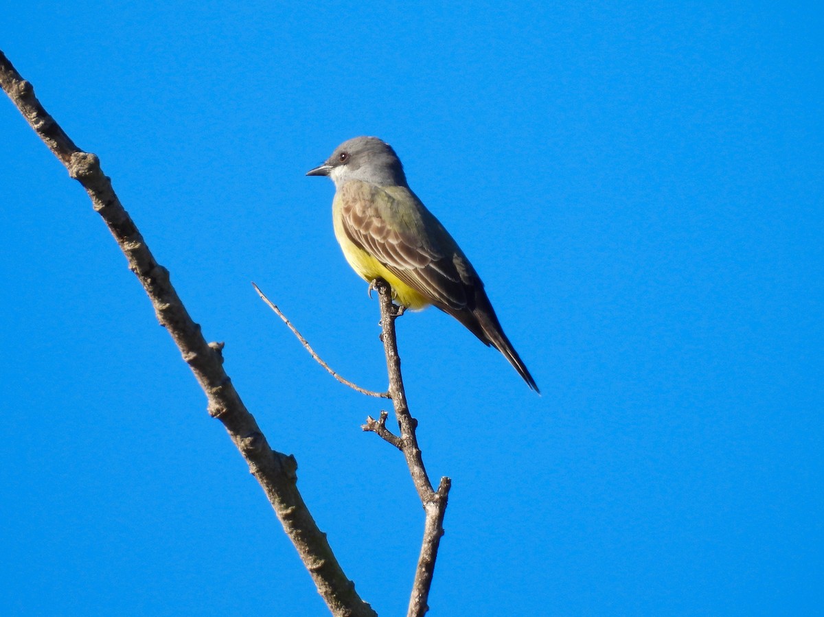 Серогрудый тиранн - ML647894117