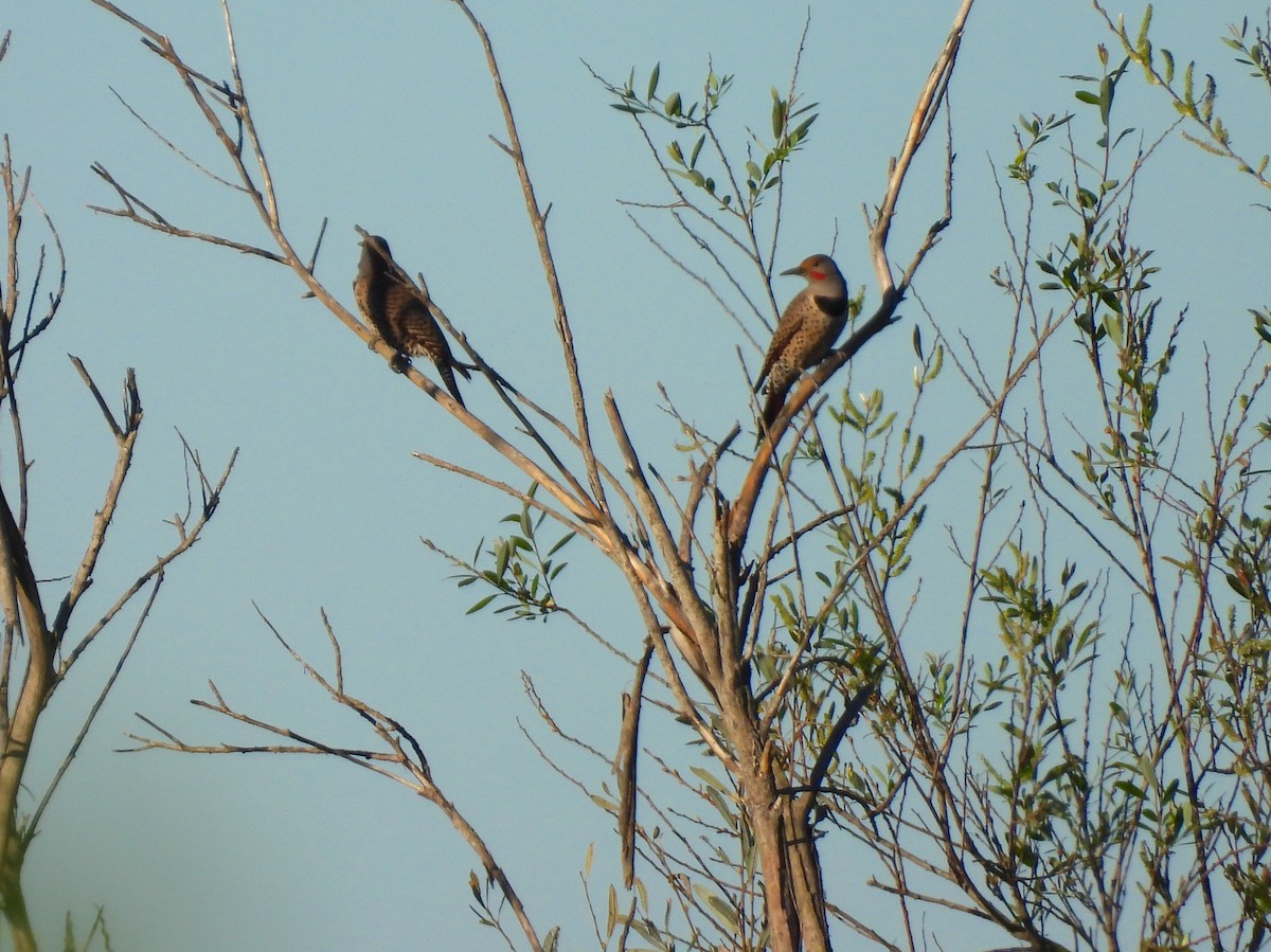 Шилоклювый дятел [группа cafer] - ML647894122