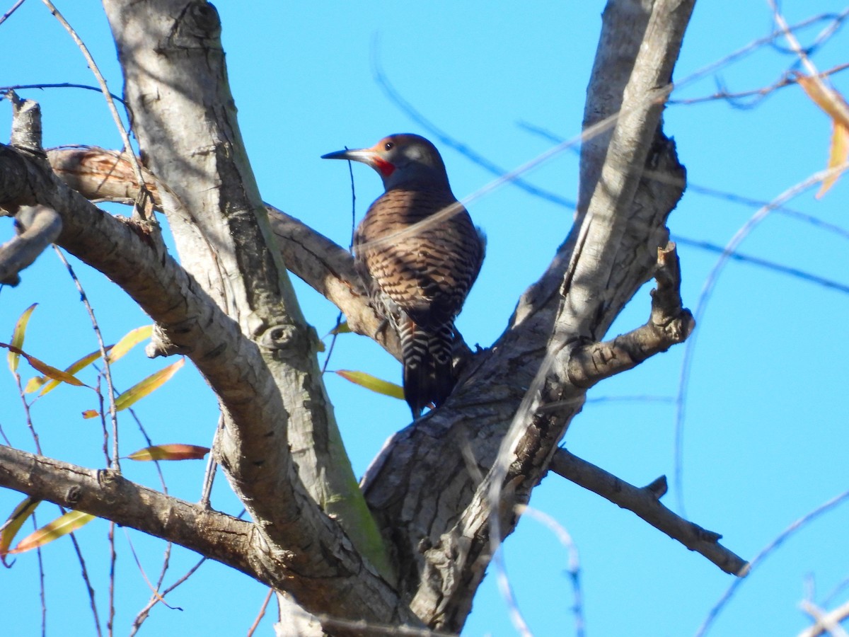 Шилоклювый дятел [группа cafer] - ML647894123