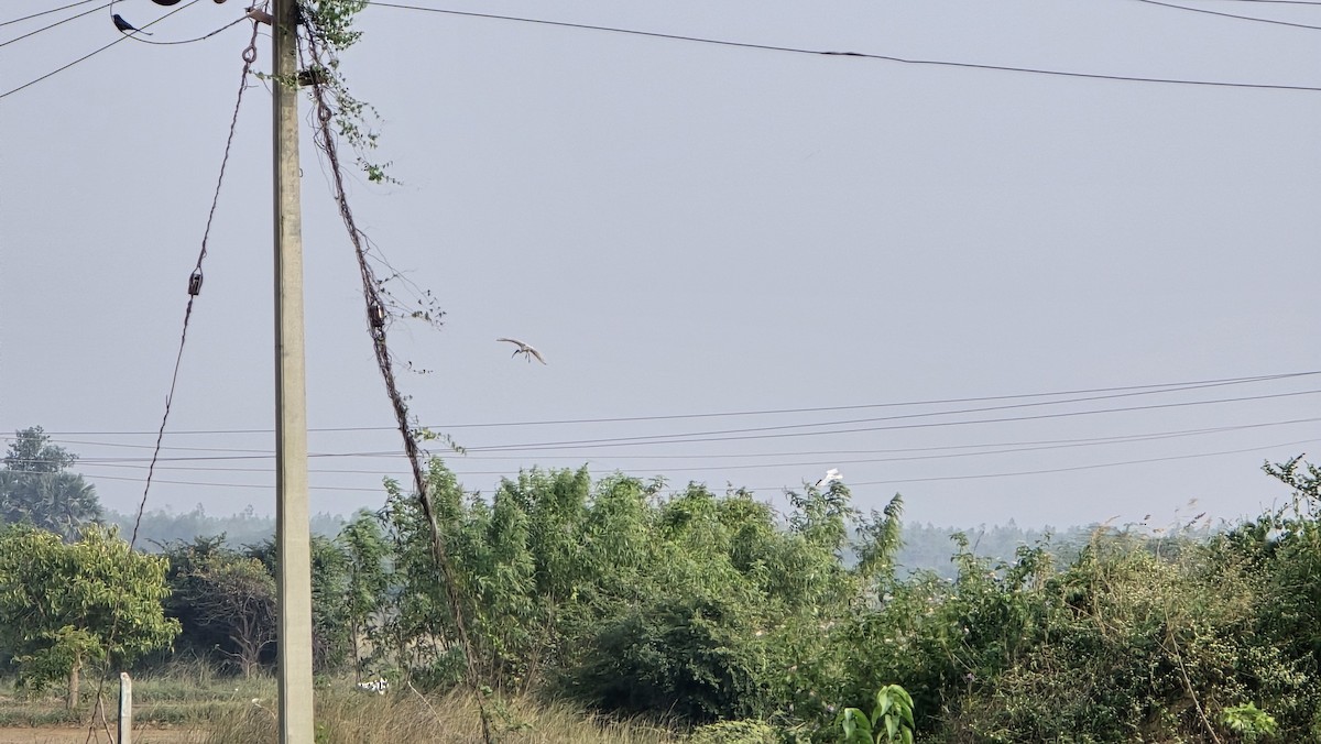 Черноголовый ибис - ML647894124