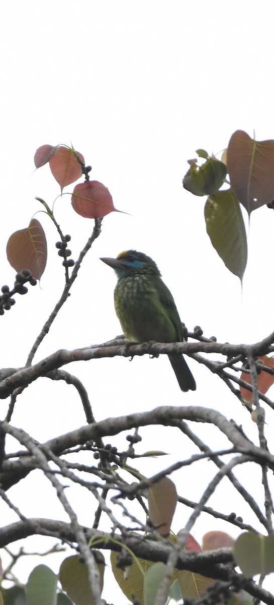 Желтолобый бородастик - ML647894125