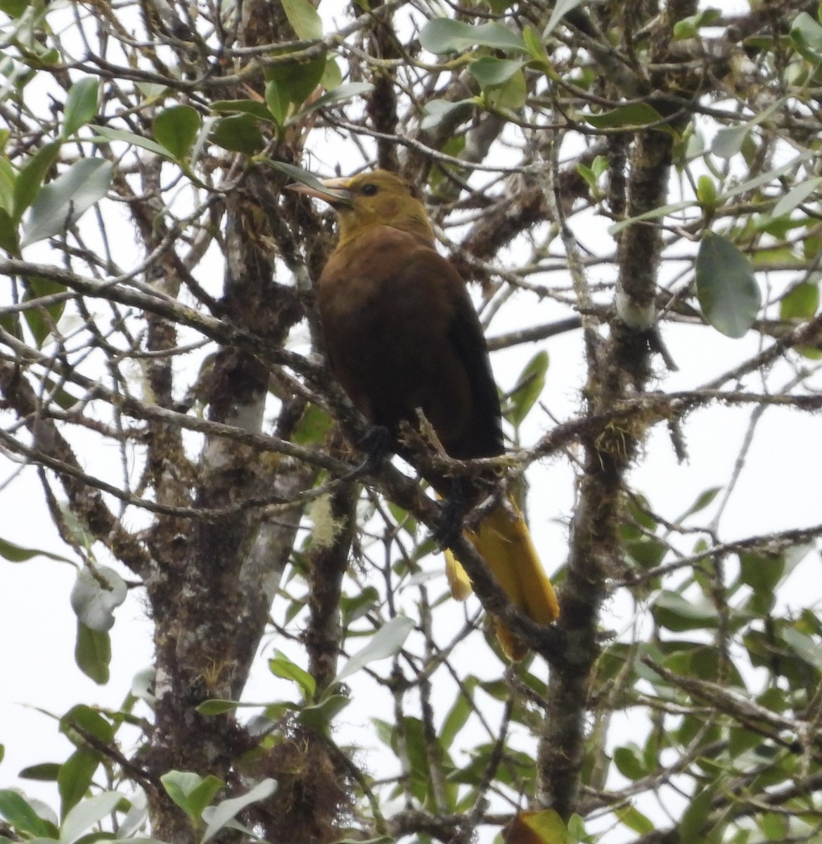 Узкоклювая оропендола - ML647894126