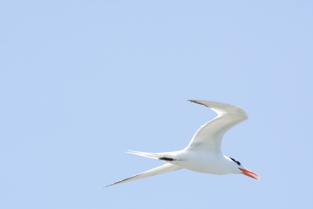 Королевская крачка - ML647894127