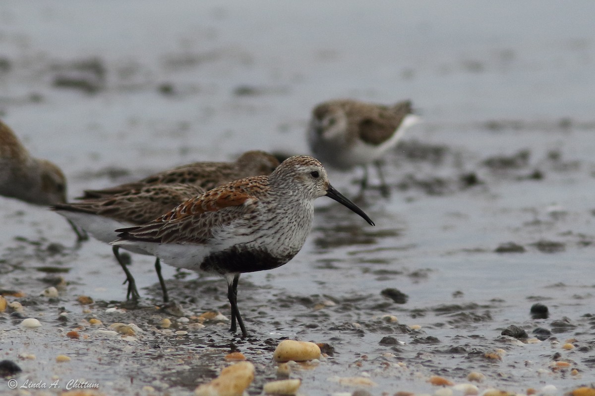 Чернозобик - ML647894129