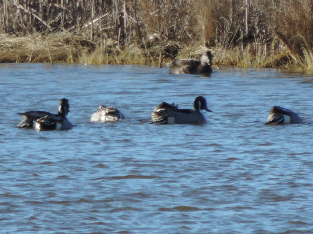 Шилохвость - ML647894130