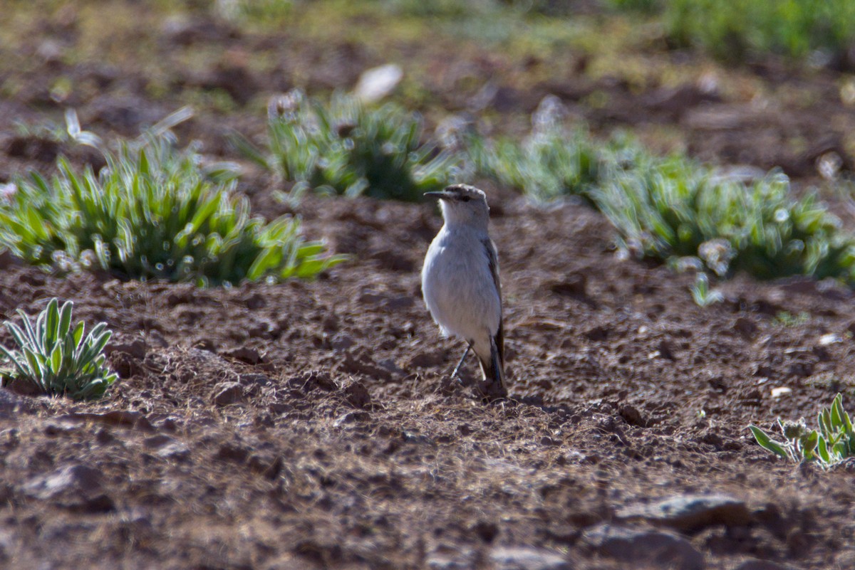 Чернолобая дормилона - ML647894132
