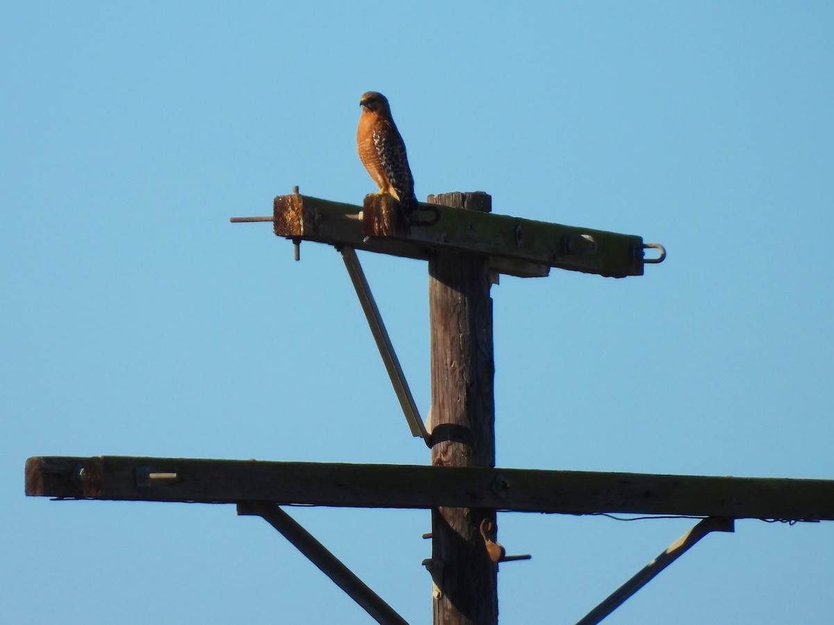 Красноплечий канюк - ML647894133