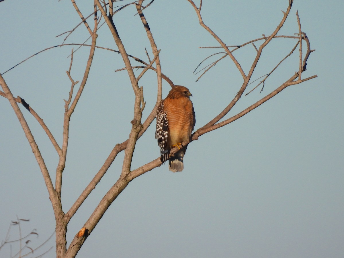 Красноплечий канюк - ML647894135