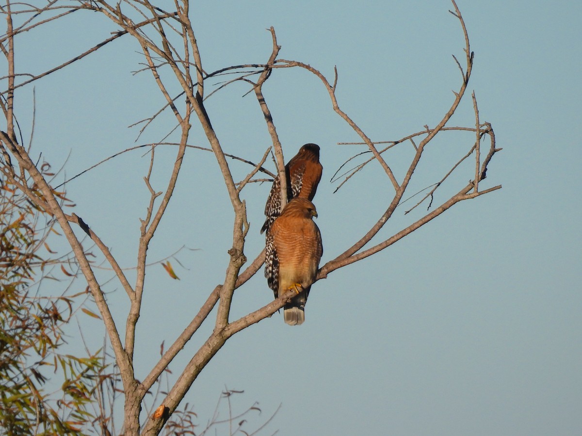 Красноплечий канюк - ML647894136